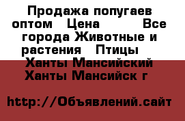 Продажа попугаев оптом › Цена ­ 500 - Все города Животные и растения » Птицы   . Ханты-Мансийский,Ханты-Мансийск г.